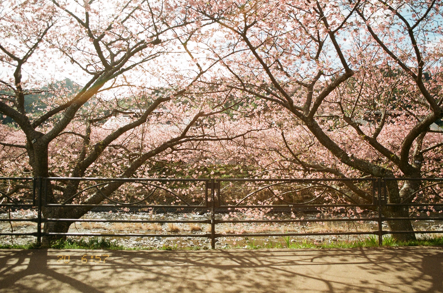 ◆「さくらふ写真」の由来